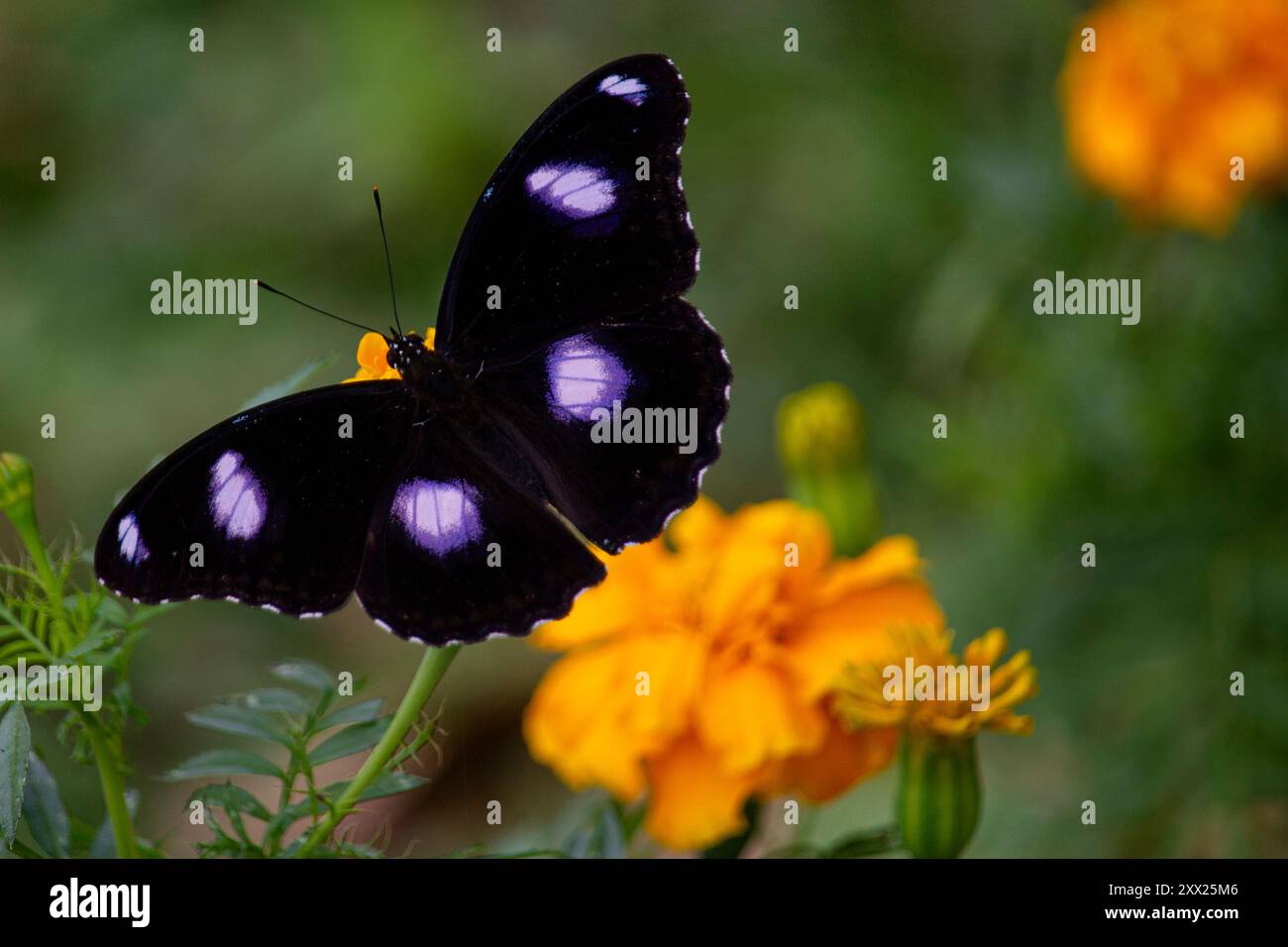 Gros plan d'un papillon noir avec des points violets sur une fleur de souci, Indonésie Banque D'Images