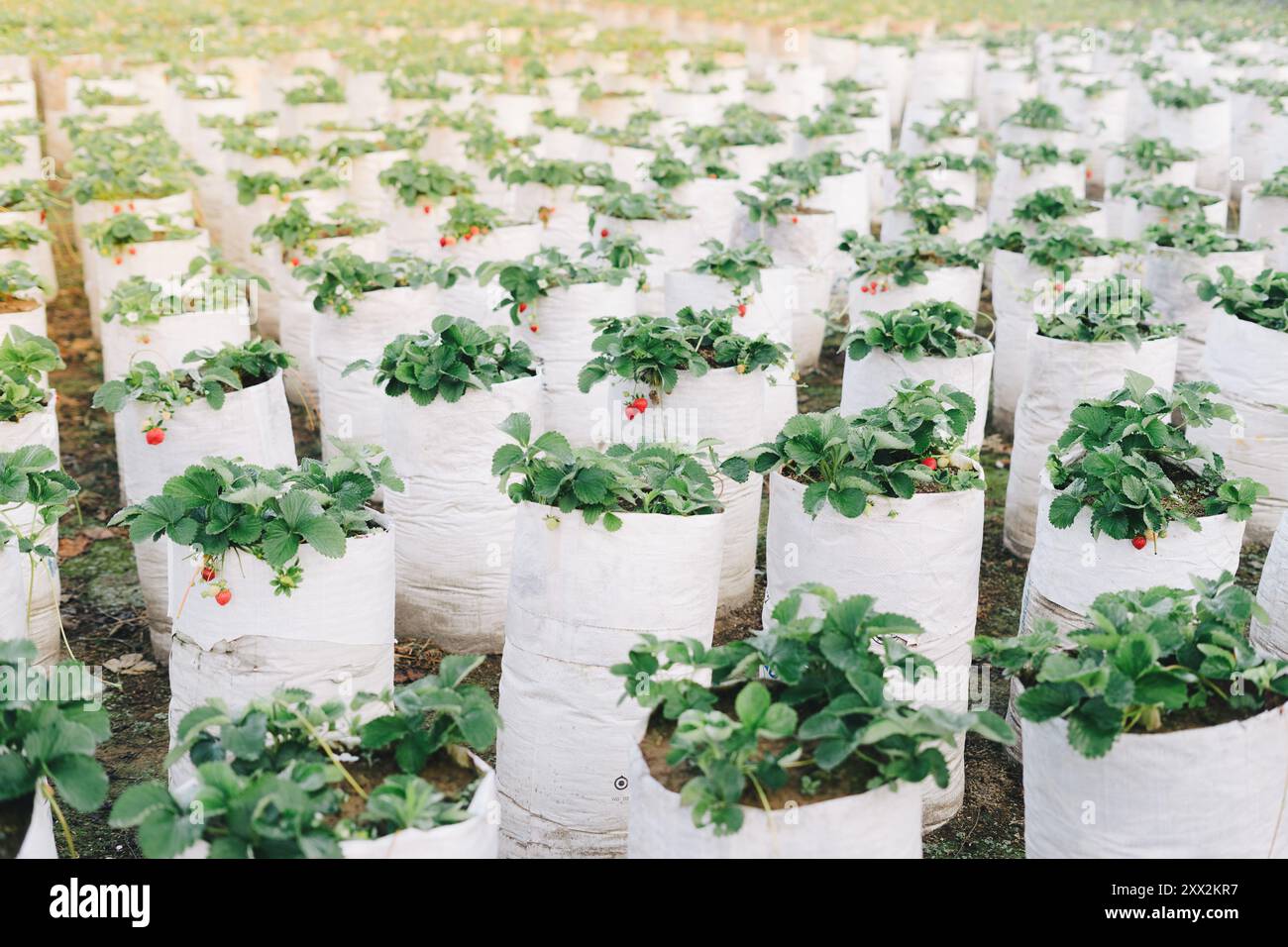 Un champ de fraises pousse dans des récipients en plastique blanc Banque D'Images