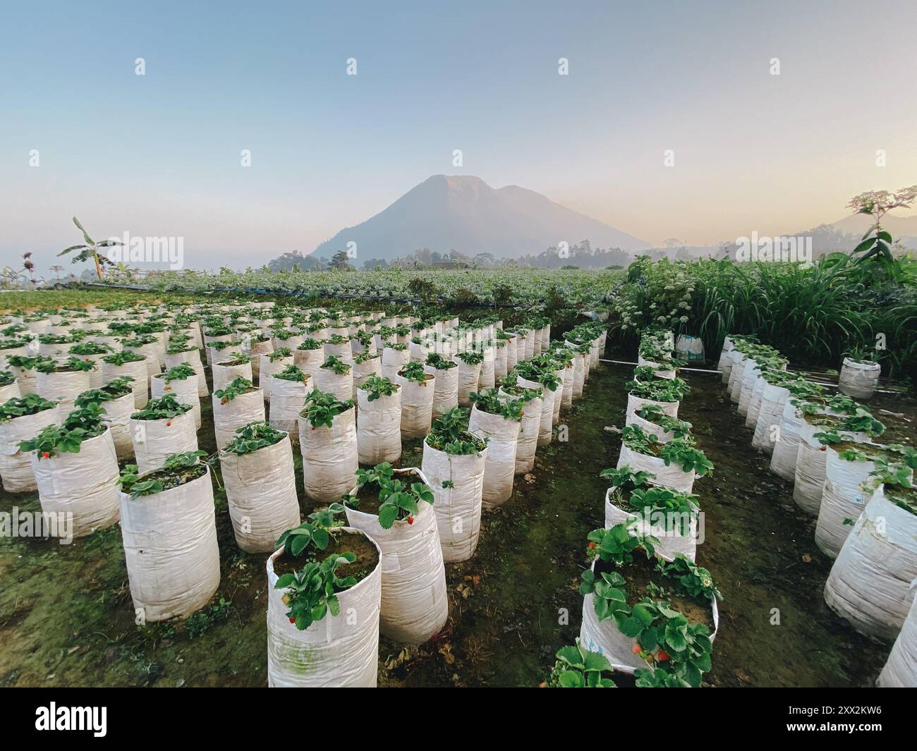 Une montagne est en arrière-plan d'un champ de fraises Banque D'Images