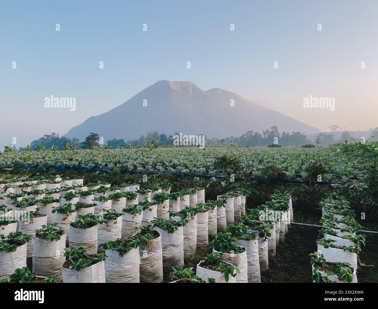 Une montagne est en arrière-plan d'un champ de fraises Banque D'Images