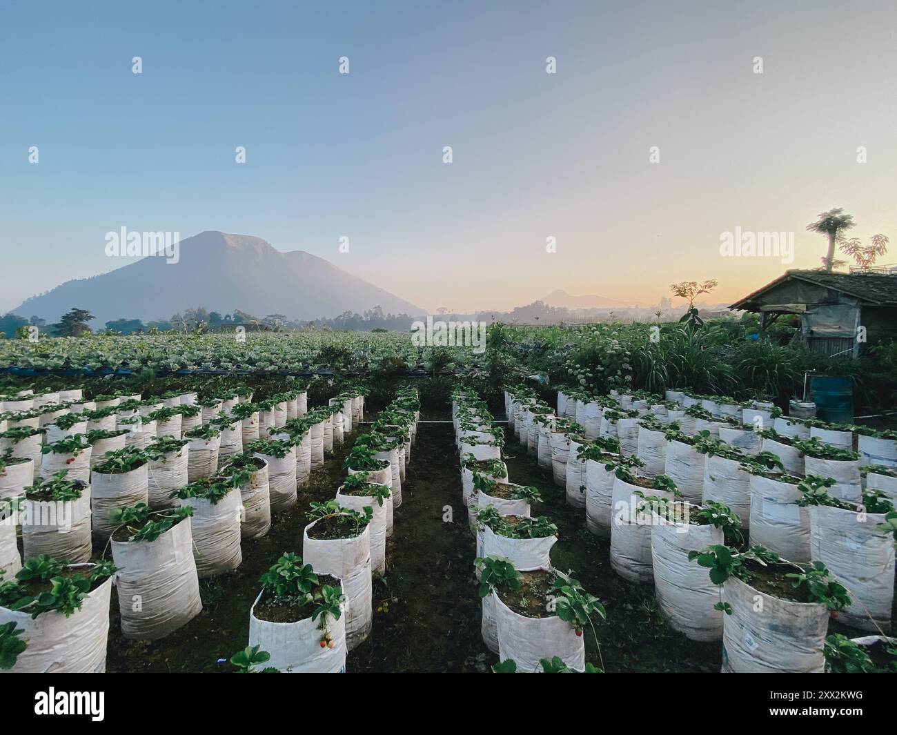 Une montagne est en arrière-plan d'un champ de fraises Banque D'Images