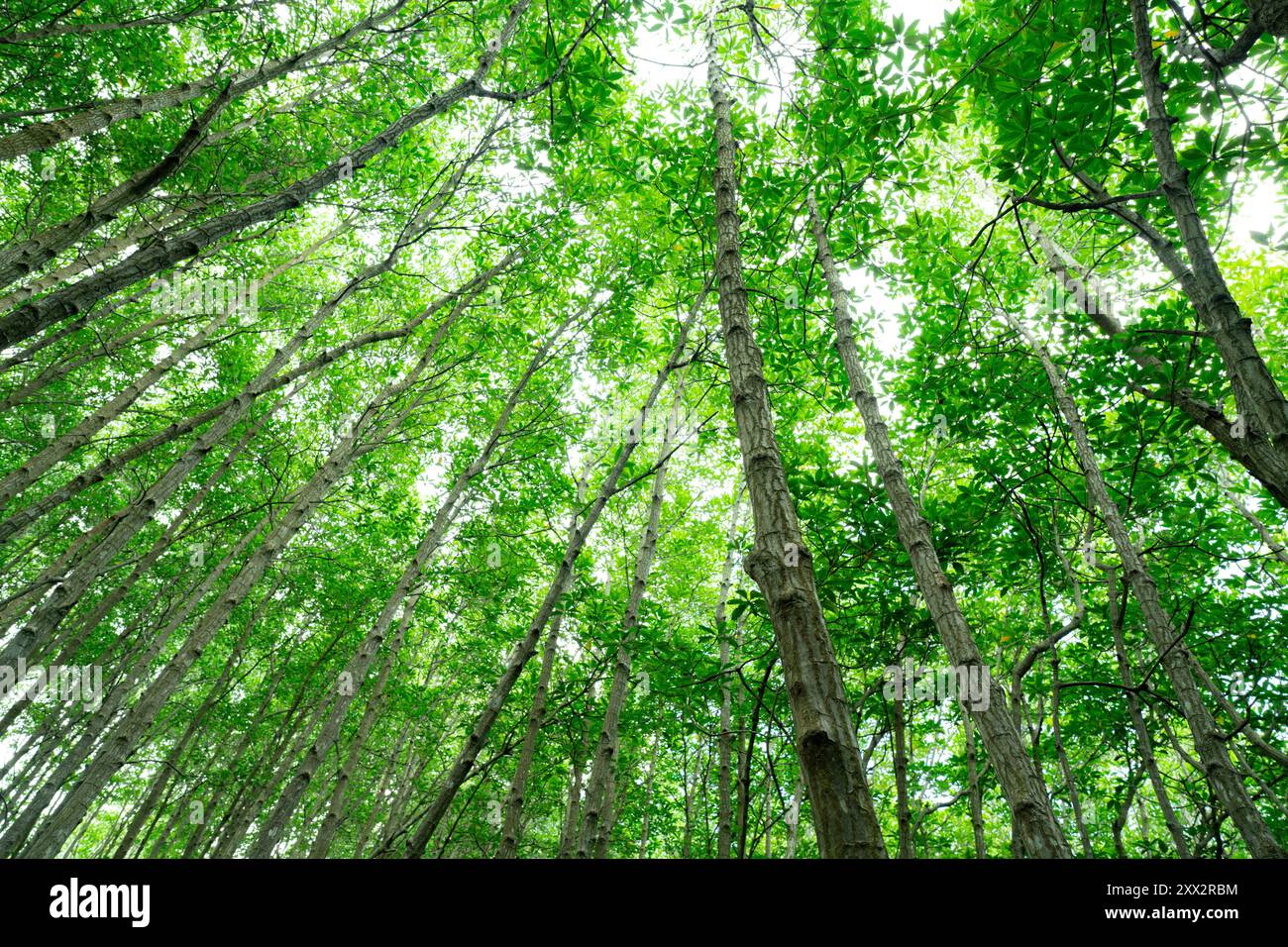 Vue de bas en haut des cimes vertes des mangroves. Puits naturel de carbone dans la lutte contre le changement climatique et la promotion de la durabilité dans des écosystèmes neutres en carbone. Banque D'Images