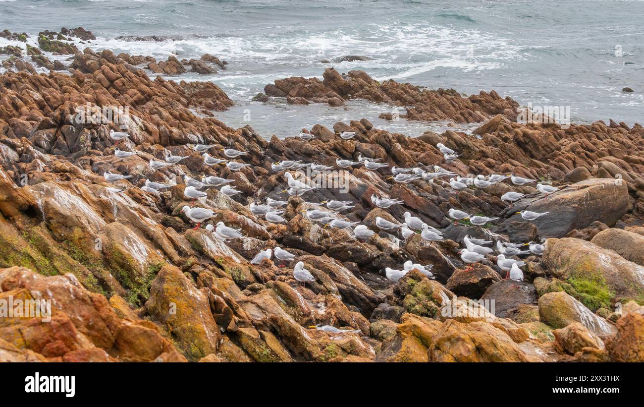 Goélands argentés (Larus novahollandiae) et Sterna Bergii (Sterna Bergii) dans le parc national de Leeuwin-naturaliste en Australie occidentale. Banque D'Images