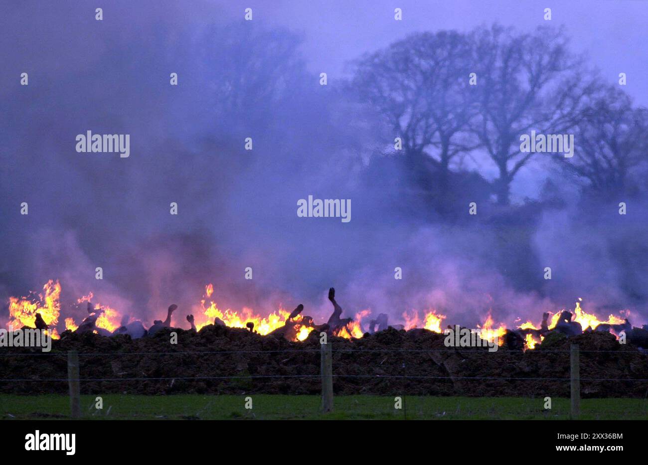 Photo du dossier datée du 20/03/01 de bovins brûlés à Heathfield Farm près de Berkeley, Gloucestershire. Un petit nombre de foyers de fièvre aphteuse en Irlande du Nord ont submergé les services vétérinaires en Irlande du Nord et ont nécessité un soutien militaire et le détachement massif de travailleurs dans l'ensemble du secteur public. Date d'émission : jeudi 22 août 2024. Banque D'Images