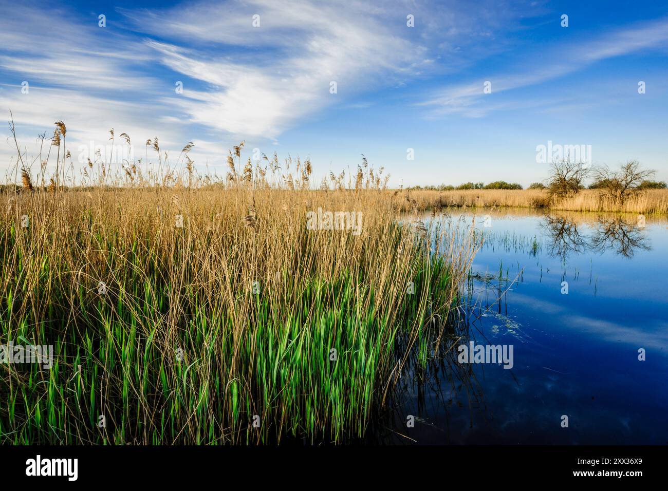 Parc national des Tablas de Daimiel, Ciudad Real, Castille-la Manche, Espagne, Europe Banque D'Images