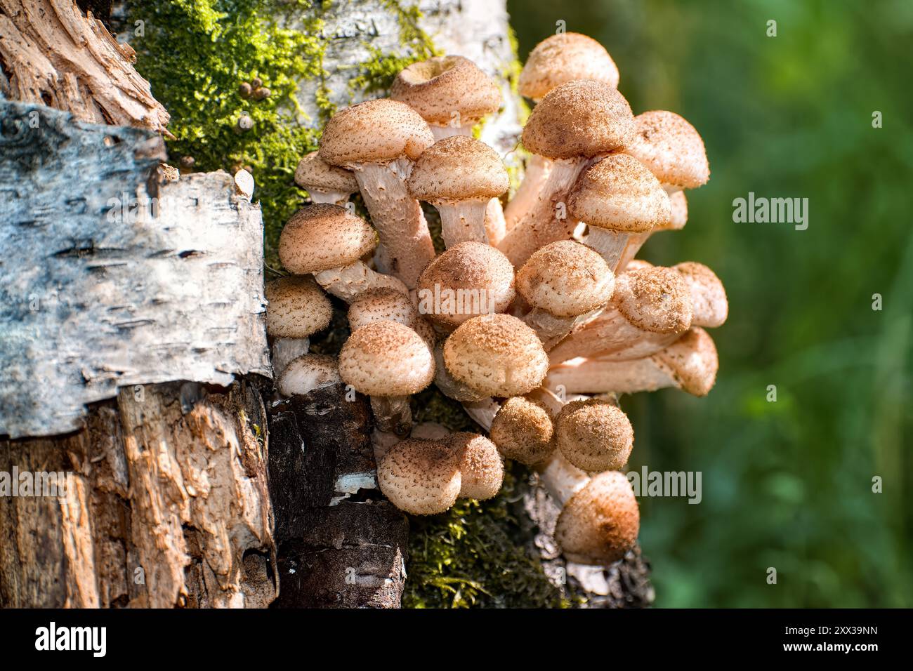 Champignons armillaria mellea, connu sous le nom de champignon du miel, poussent sur le tronc de bouleau. Banque D'Images