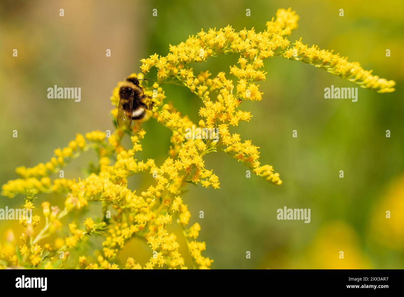 Une fleur jaune avec une abeille noire et jaune dessus. Une abeille recueille le pollen d'une fleur jaune. Banque D'Images