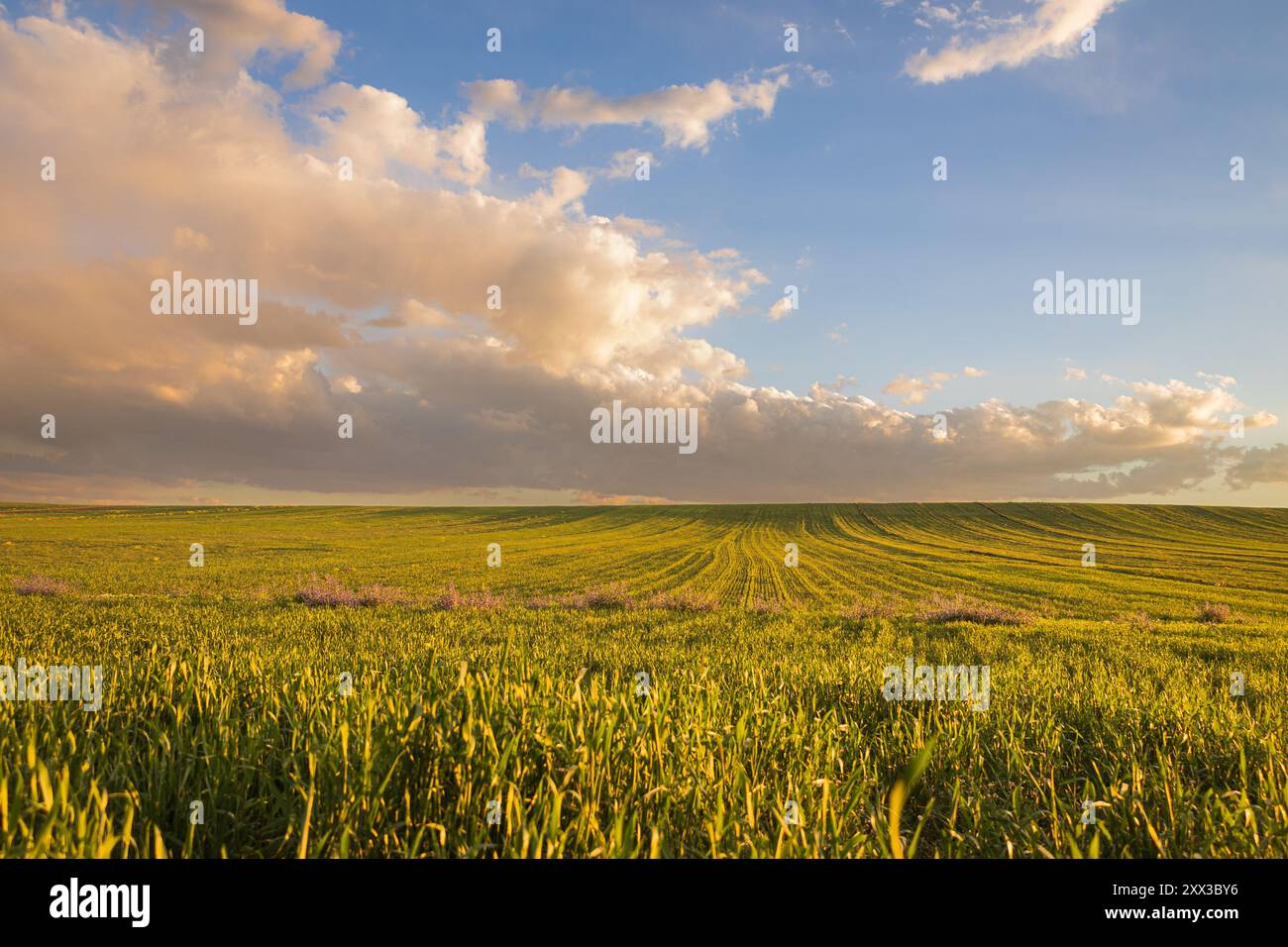 Champs de blé vert dans le paysage de printemps, nuages dans le ciel bleu, champs d'herbe dans la campagne, fond rural agricole Banque D'Images