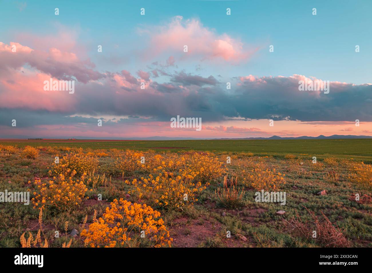 Champ de fleurs sauvages jaunes en fleurs et de prairies vertes, une journée nuageuse au printemps Banque D'Images