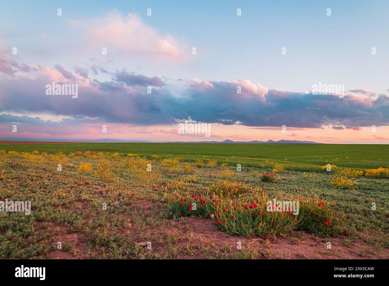 Champ de fleurs sauvages jaunes en fleurs, de coquelicots rouges et de prairies vertes, une journée nuageuse au printemps Banque D'Images