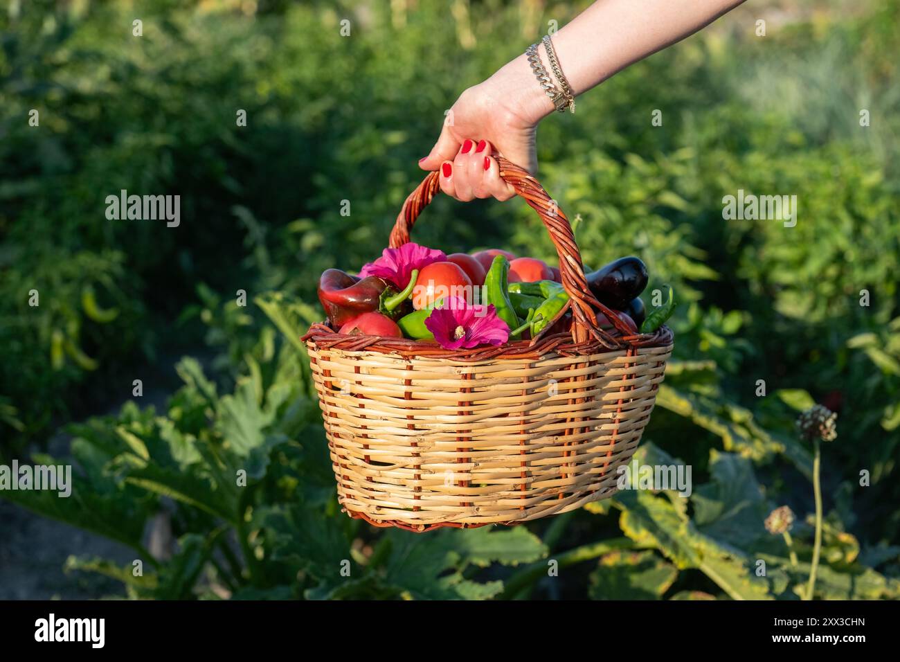 Concept d'une femme cueillant des légumes dans le jardin. Divers légumes dans un panier. Banque D'Images