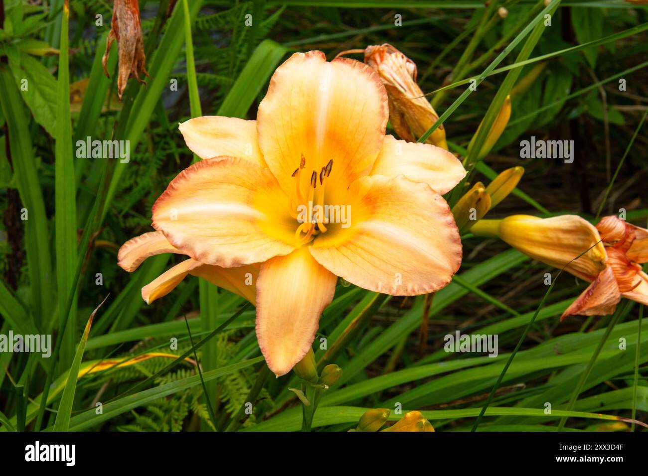 Gros plan d'une fleur jaune du jour Banque D'Images