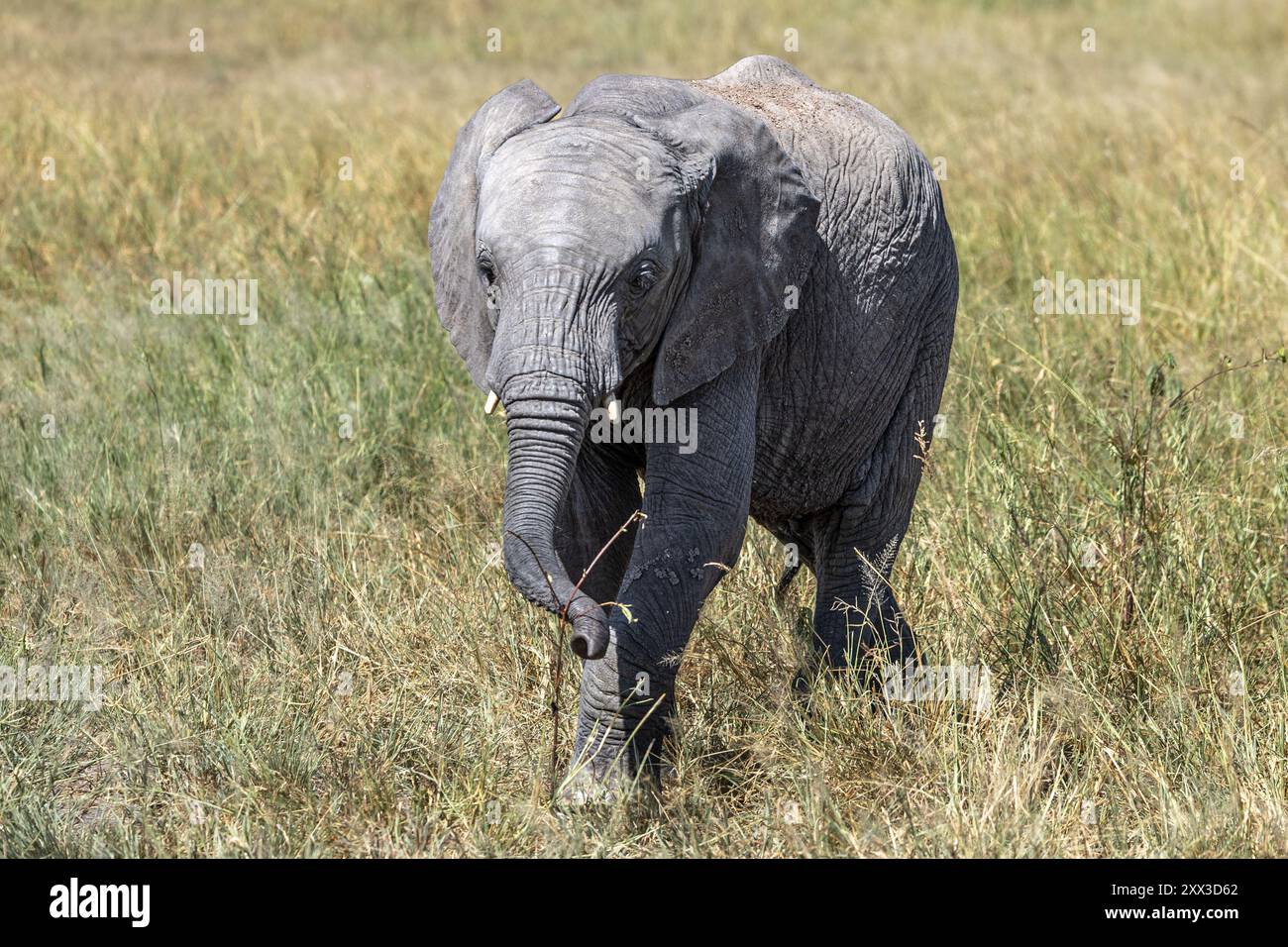 Éléphant juvénile sur le point de saisir une plante, Parc national de Tarangire, Tanzanie Banque D'Images