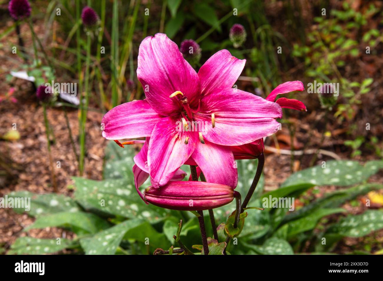 Gros plan d'une fleur de jour mauve Banque D'Images