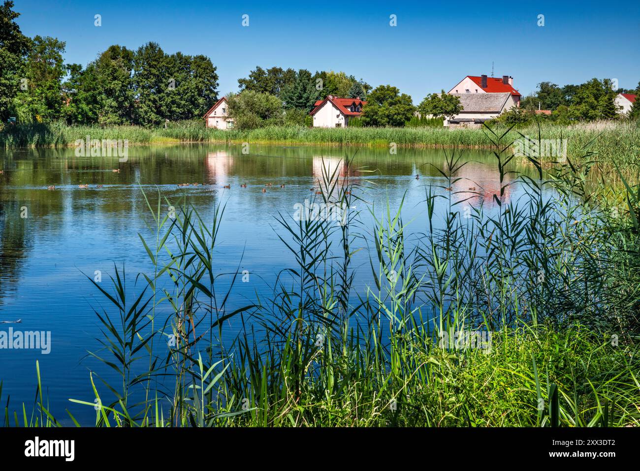 Staw Żabiniec Duzy, village de Ruda Sułowska, zones humides dans la réserve naturelle des étangs de Milicz, partie du parc paysager de la vallée de Barycz, basse-Silésie, Pologne Banque D'Images