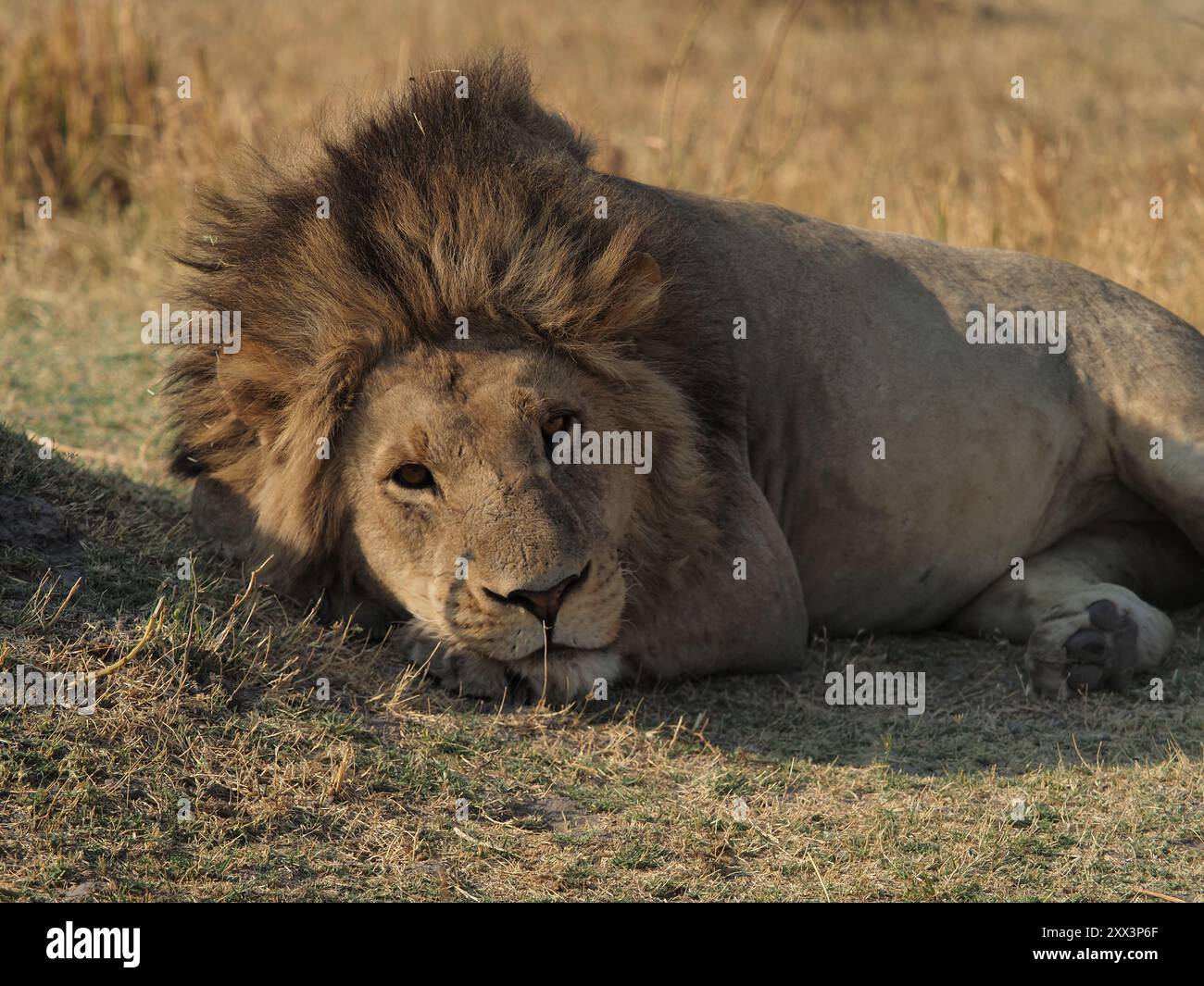 Cette grande fierté de lions avait 6-7 mâles à la tête ! Ce serait une bataille pour eux de perdre la suprématie. Banque D'Images