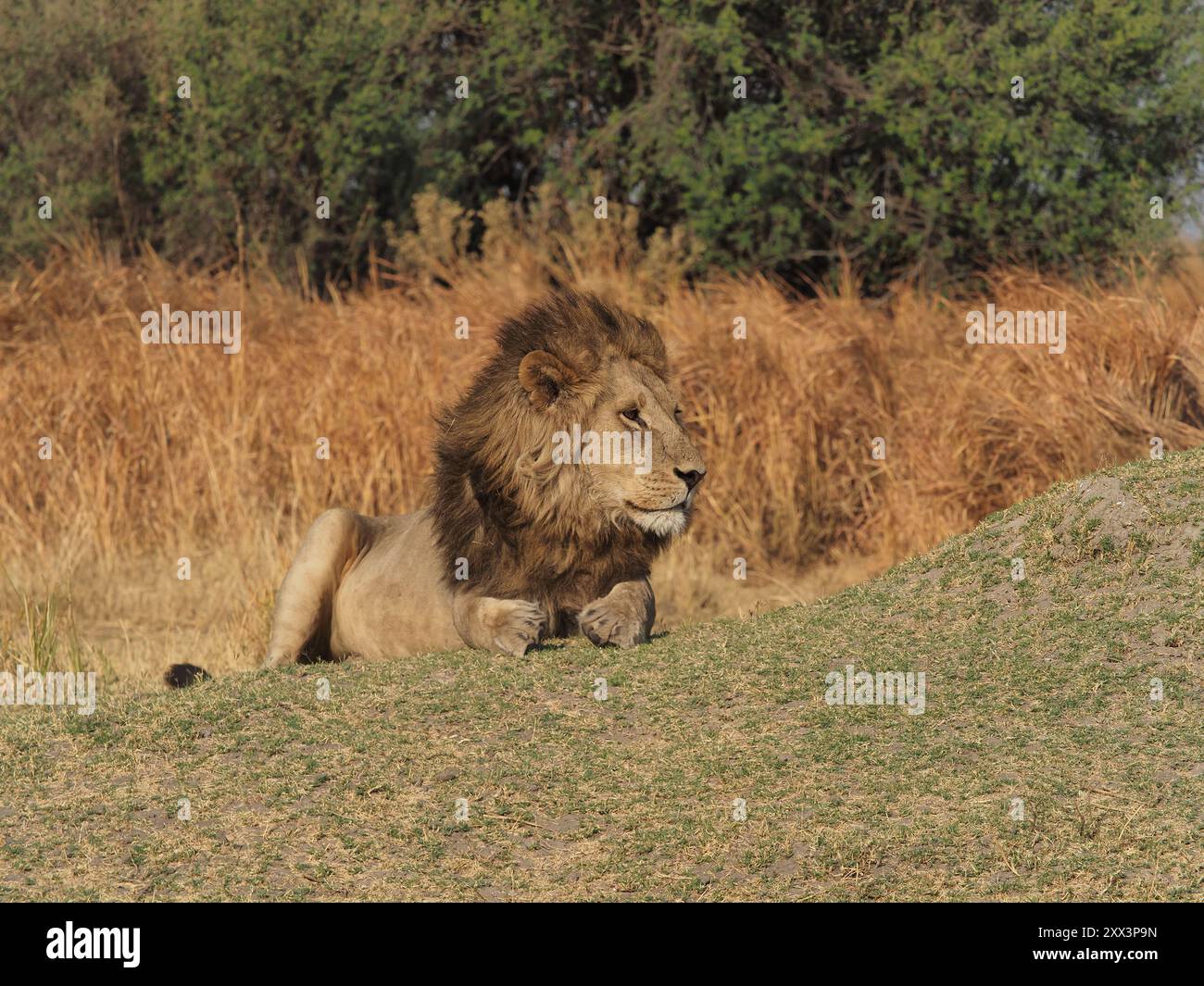 Cette grande fierté de lions avait 6-7 mâles à la tête ! Ce serait une bataille pour eux de perdre la suprématie. Banque D'Images