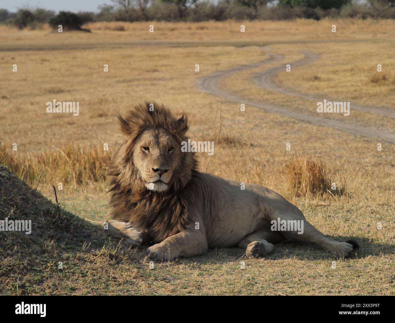 Cette grande fierté de lions avait 6-7 mâles à la tête ! Ce serait une bataille pour eux de perdre la suprématie. Banque D'Images