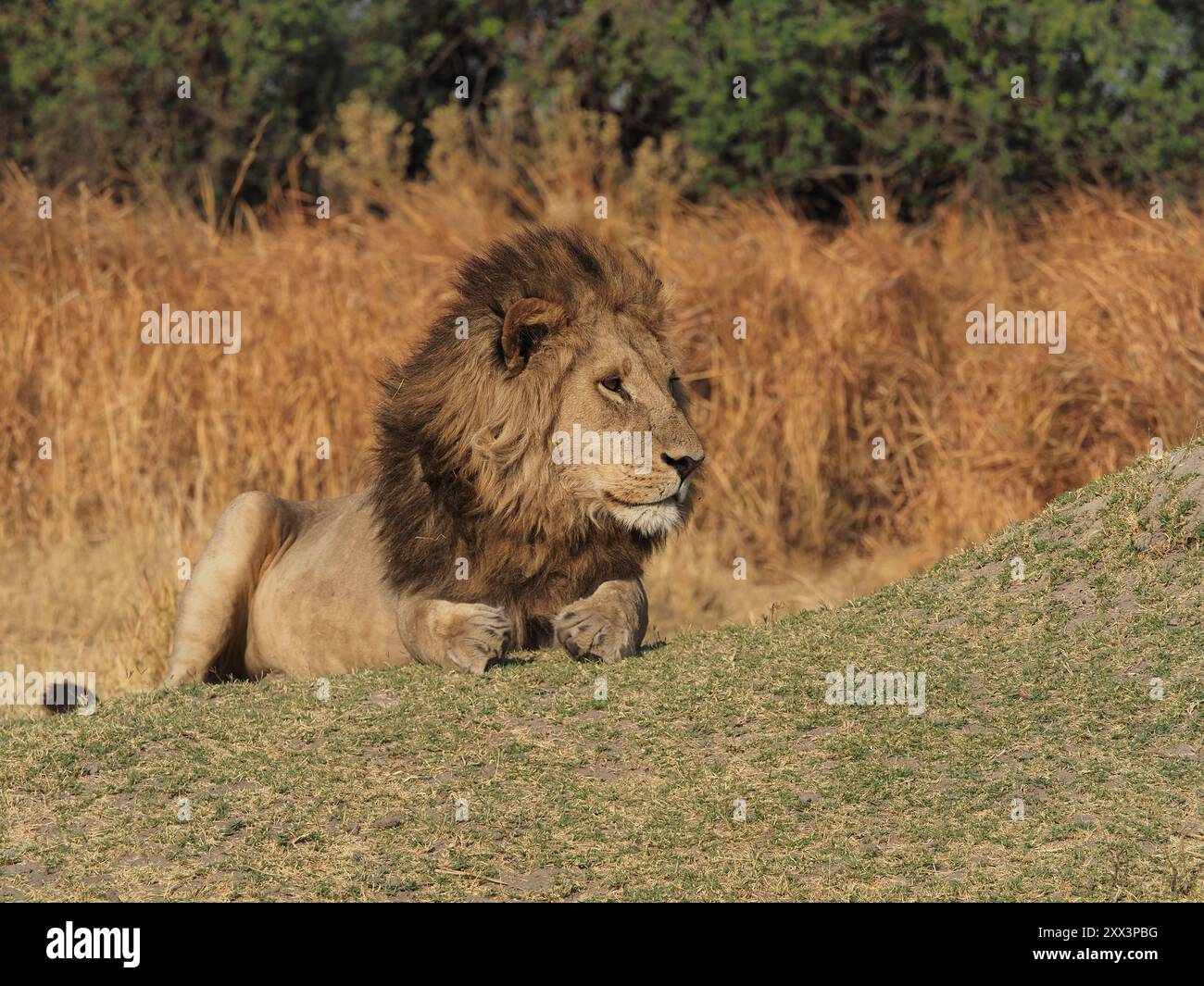 Cette grande fierté de lions avait 6-7 mâles à la tête ! Ce serait une bataille pour eux de perdre la suprématie. Banque D'Images