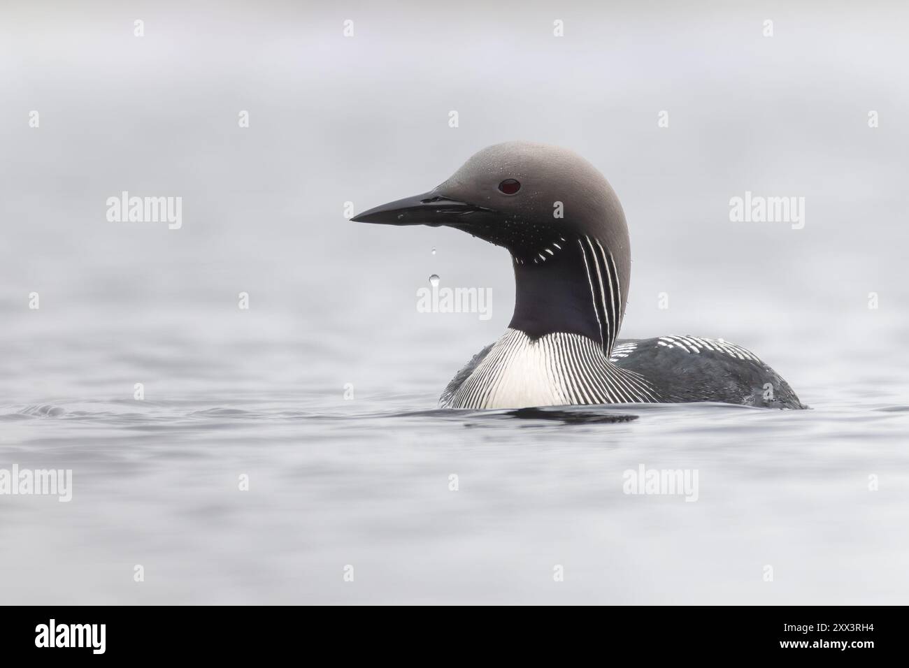 Plongeur à gorge noire ou plongeon arctique (Gavia arctica) sur un loch de landes, Benbecula, Hébrides extérieures, Écosse Banque D'Images