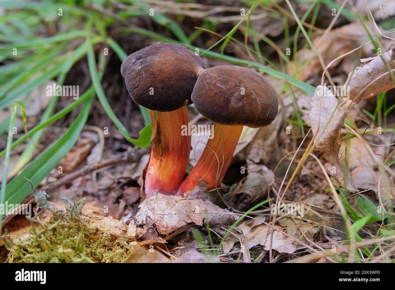 Cueillette des champignons dans la forêt d'automne. Vacances d'automne dans la nature. Champignons en forêt en automne parmi les feuilles sèches. Banque D'Images