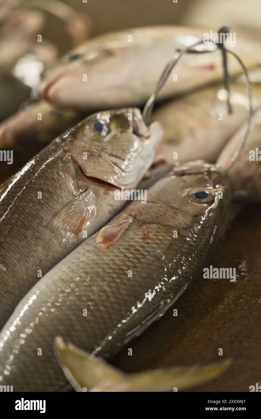 Gros plan de Job fish dans le marché de la ville de Victoria, Mahé Seychelles Banque D'Images