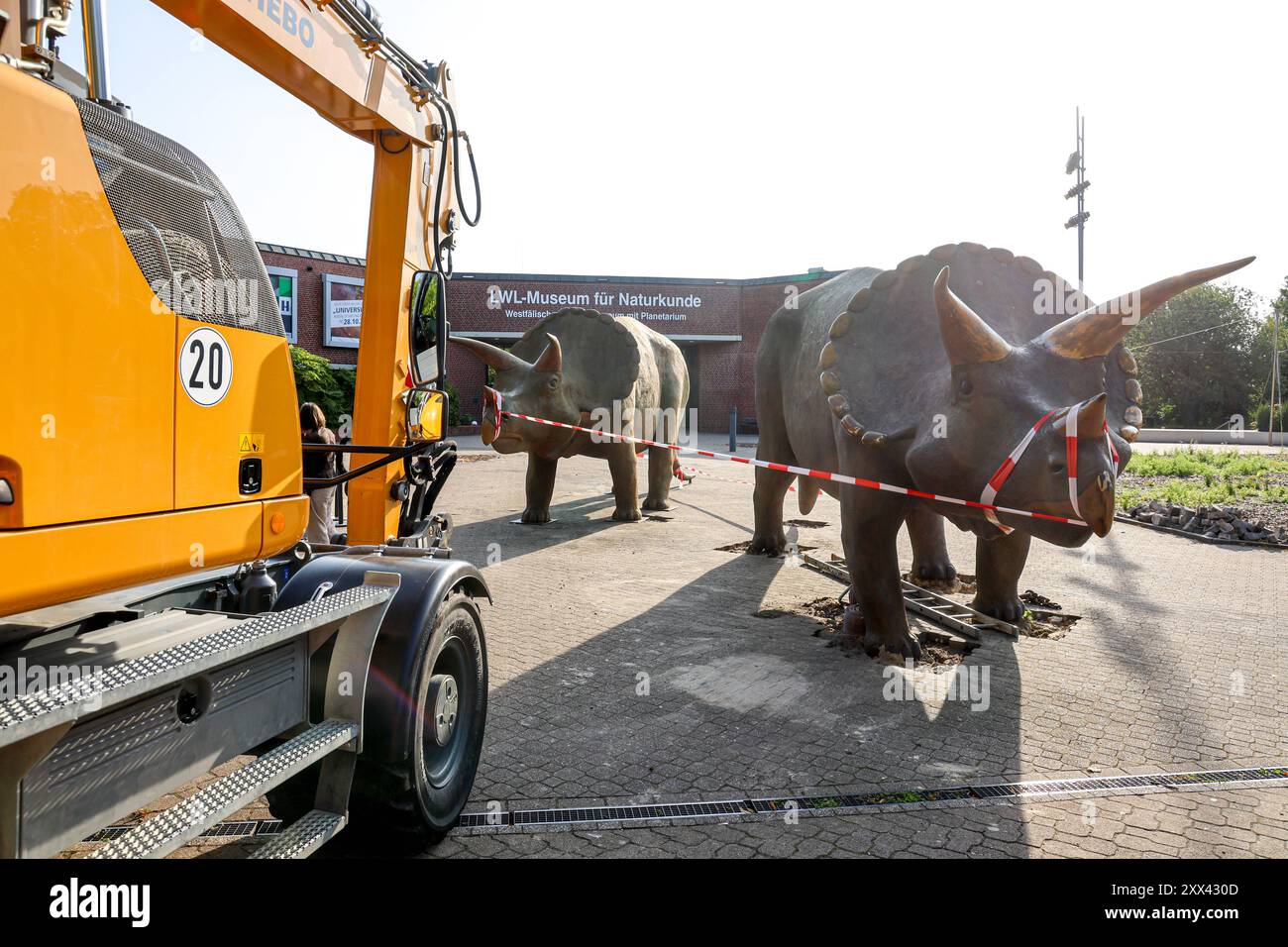 Wenn schwere Dinos fliegen - Modelle vor dem LWL-Museum für Naturkunde versetzt. Wahrzeichen des musées kennzeichnen neuen Museumseingang. DAS LWL-Museum für Naturkunde bekommt einen Anbau auf dem Museumsvorplatz. für die Zeit der Bauarbeiten markieren die Dinos den neuen, vorübergehenden Eingang in das Museum. Münster, Nordrhein-Westfalen, DEU, Deutschland, 22.08.2024 *** lorsque des modèles de dinosaures lourds volent devant le Musée d'histoire naturelle de LWL les monuments du musée marquent la nouvelle entrée du musée le Musée d'histoire naturelle de LWL obtient une extension sur le parvis du musée Banque D'Images