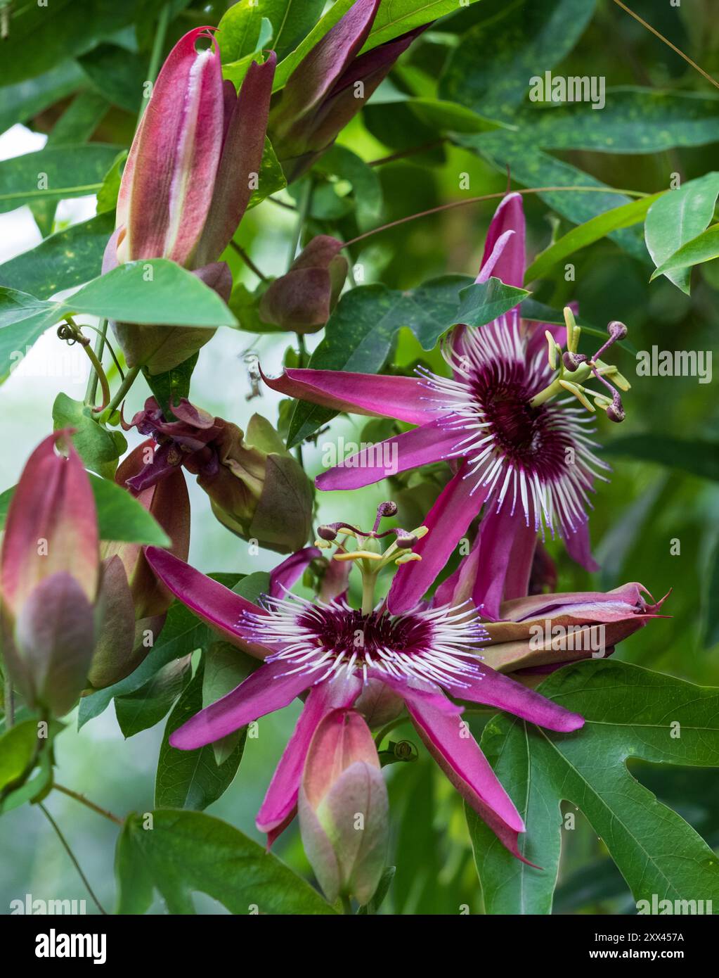 Superbe passiflora rose passion Flowers, poussant dans la serre au RHS Wisley Garden, Surrey, Royaume-Uni. Banque D'Images