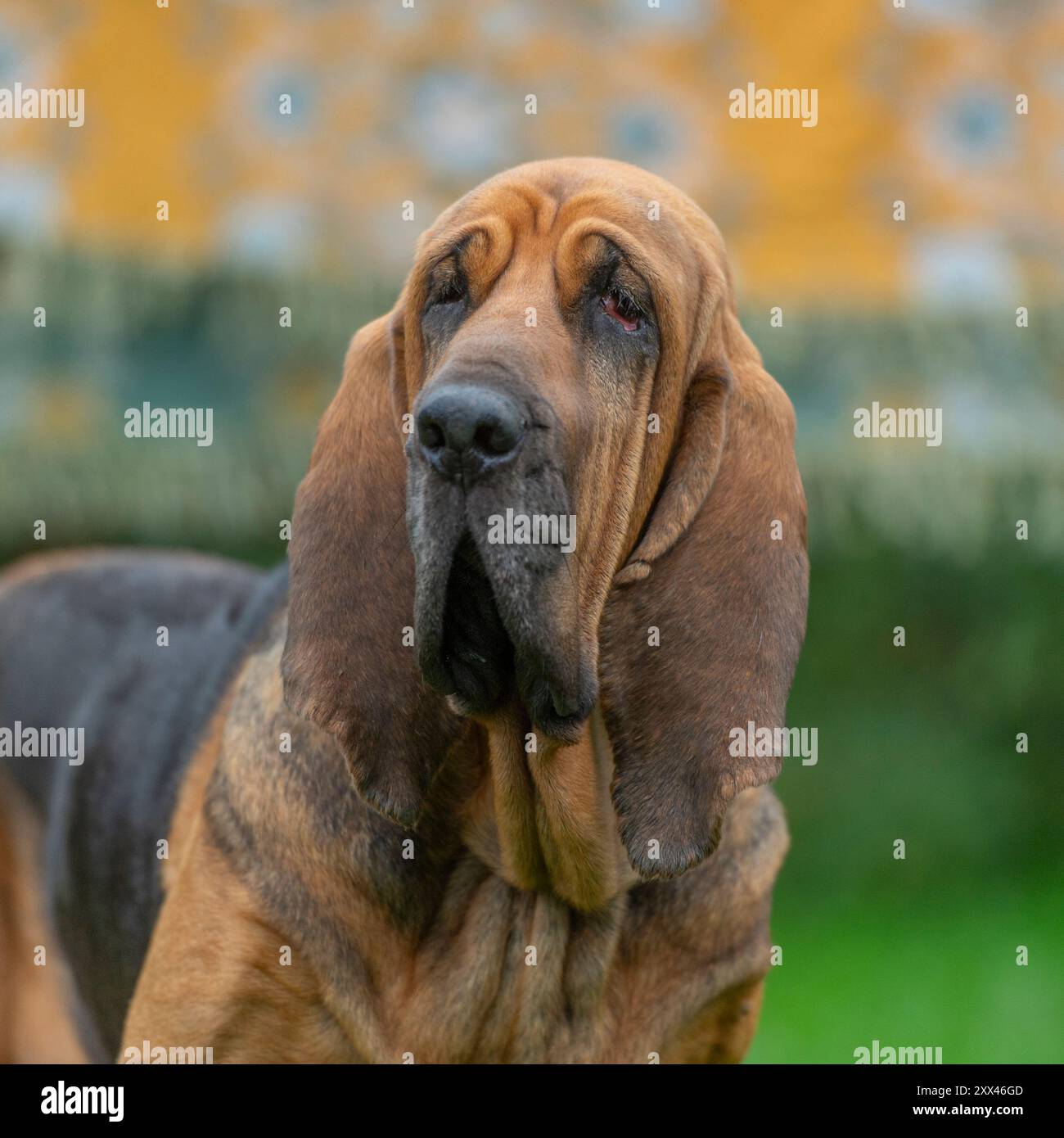tête et épaules de chien bloodhound Banque D'Images