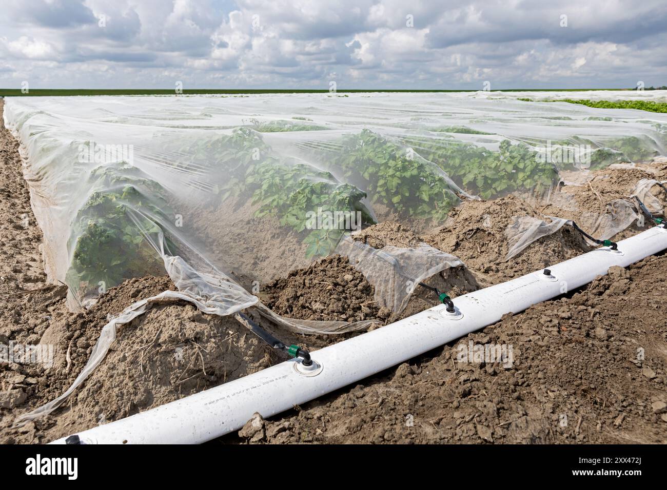champ de pommes de terre protégé contre les pucerons avec un tissu et des tuyaux pour l'irrigation goutte à goutte comme champ d'essai Banque D'Images