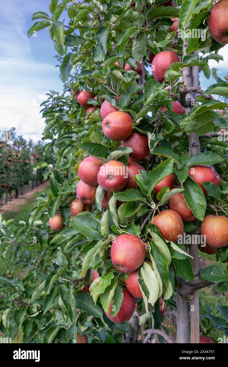 Pommes dans le verger, de nombreuses pommes rouges de la variété Jonagold Banque D'Images
