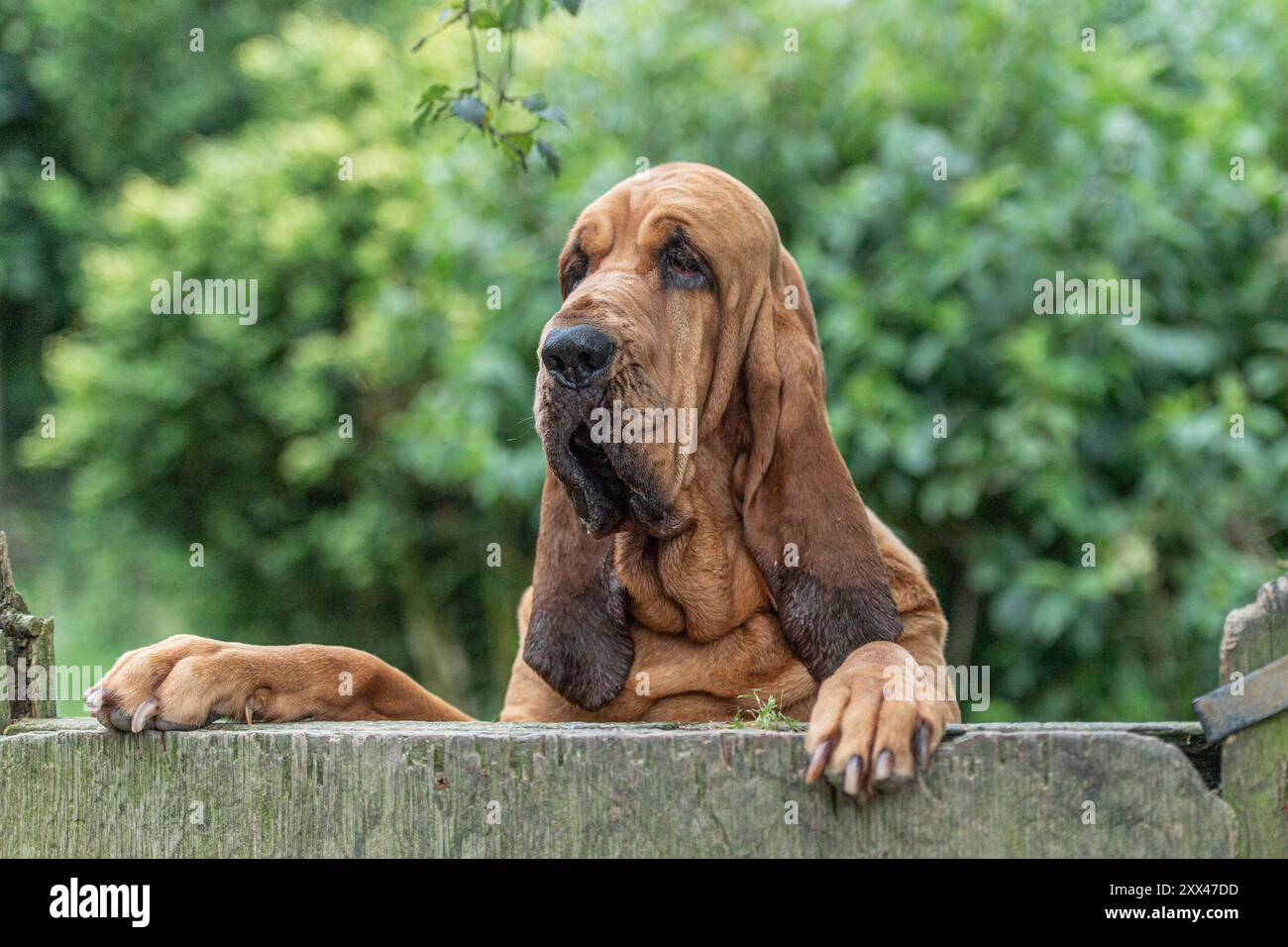 chien bloodhound, regardant au-dessus d'une porte, avec des pattes sur la porte Banque D'Images