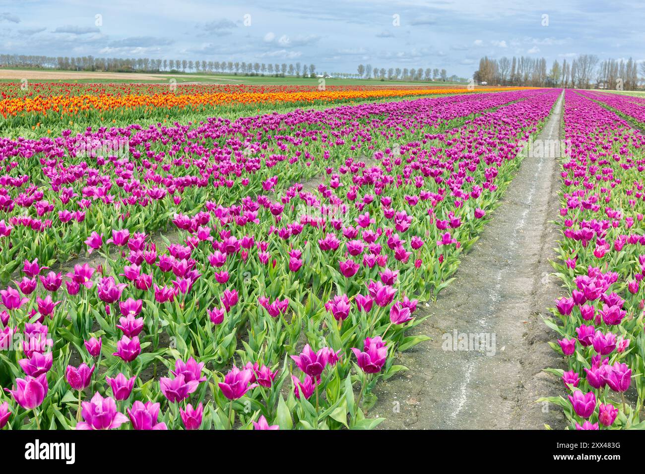 Ferme fleurie avec un champ de tulipes. Les tulipes font partie de la culture néerlandaise Banque D'Images