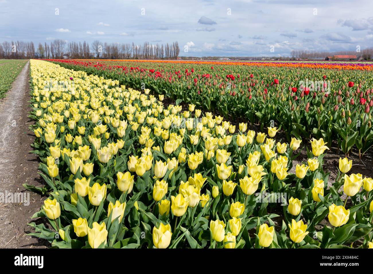 Ferme fleurie avec un champ de tulipes. Les tulipes font partie de la culture néerlandaise Banque D'Images