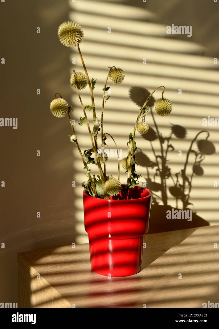 Maison décoration intérieure fleurs sèches dans pot rouge et stores ombres sur mur effet chiaroscuro Banque D'Images