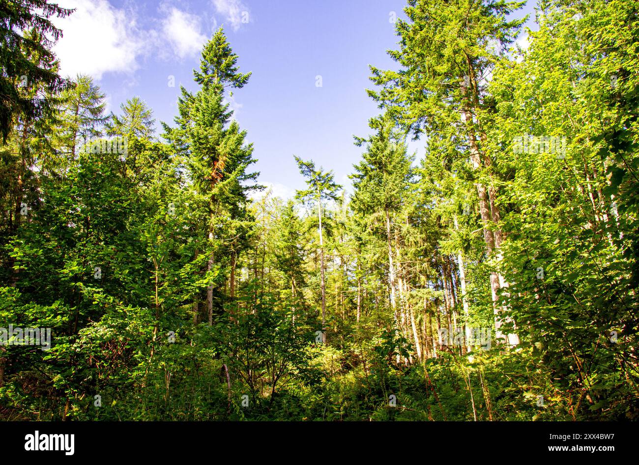 Dundee, Tayside, Écosse, Royaume-Uni. 22 août 2024. Météo Royaume-Uni : vents violents et soleil à Dundee Templeton Woods. Avec les conditions bleues et la lumière du soleil d'été à travers les arbres, les bois de Dundee, en Écosse offrent de beaux paysages. Crédit : Dundee Photographics/Alamy Live News Banque D'Images