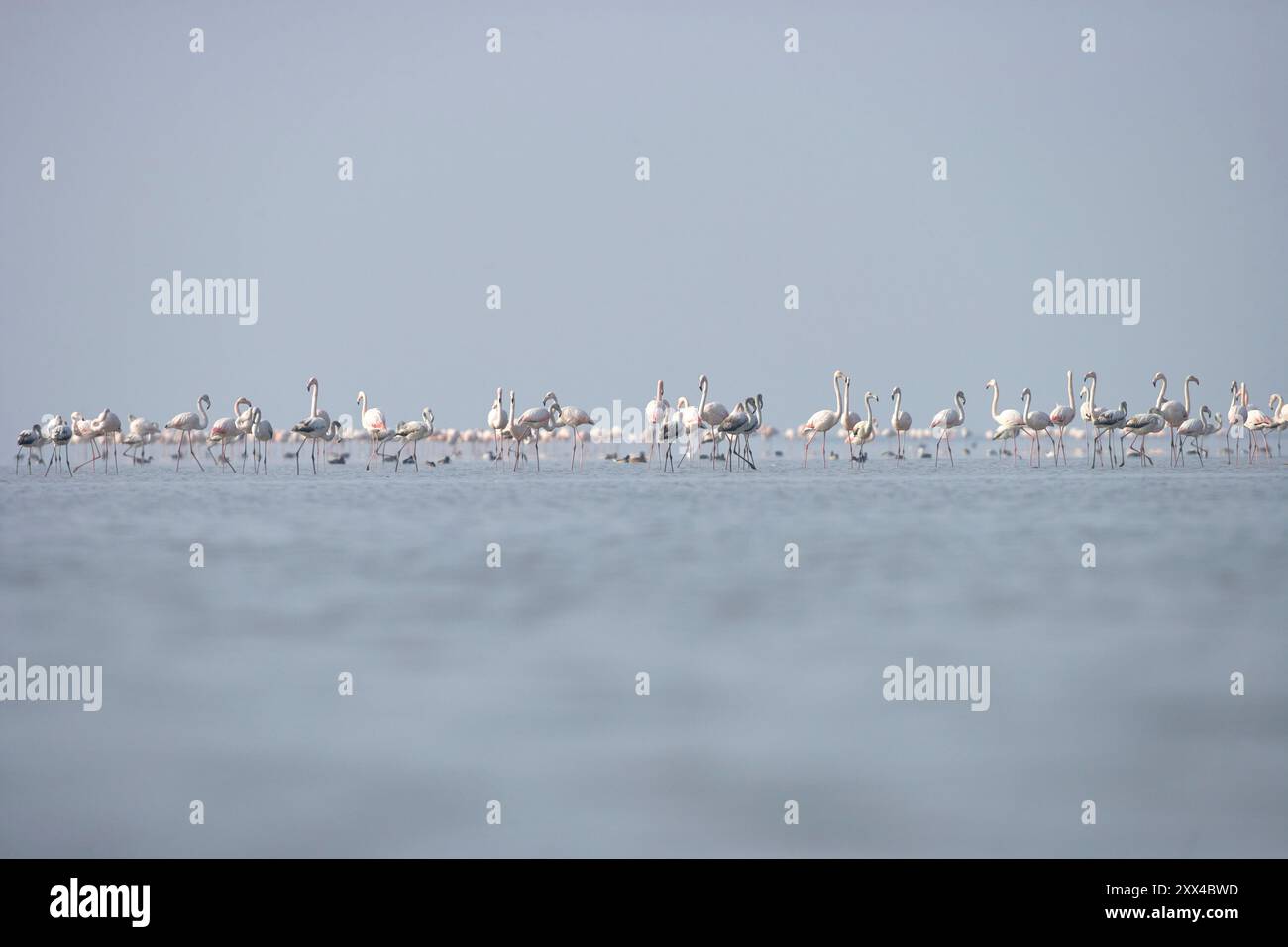 Lac Kerkini. Flamants roses dans le lac Kerkini. Banque D'Images