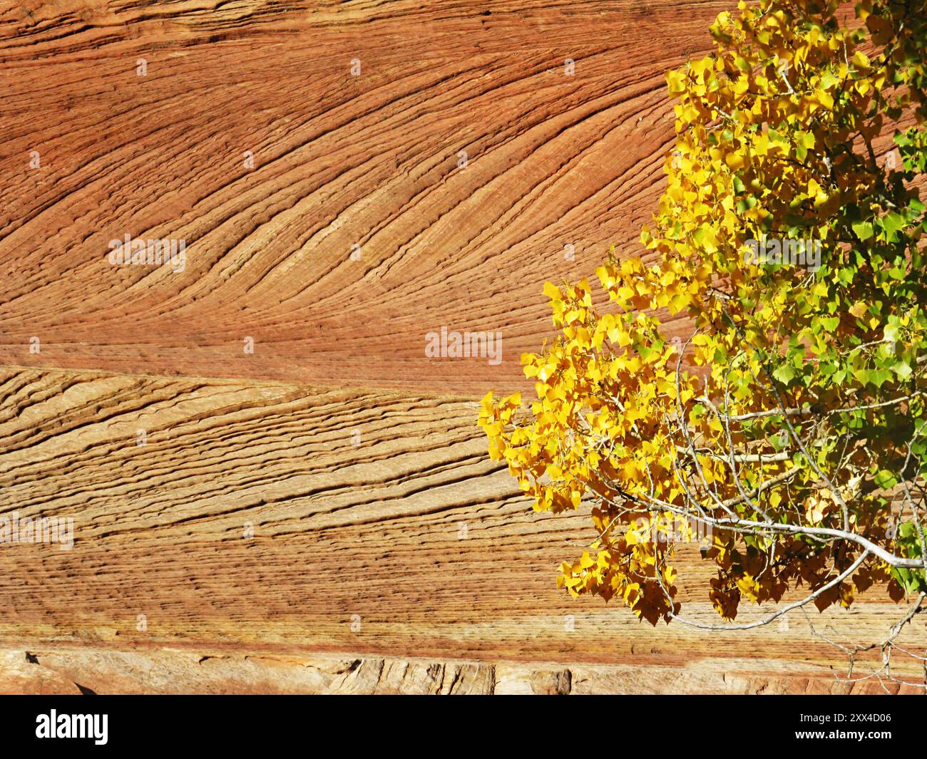 Crossbedding à grande échelle du grès Navajo avec les feuilles d'automne jaune vif d'un cotonnier au premier plan Banque D'Images