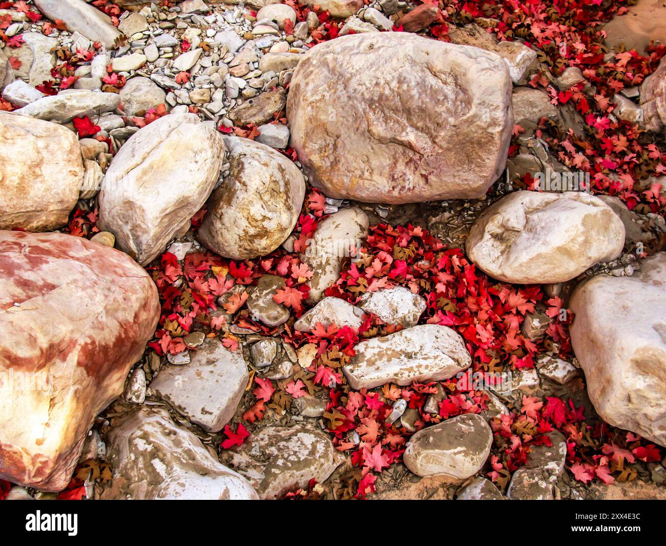 Rochers de grès arrondis parmi les feuilles écarlate tombées d'un érable à grosse dent, en automne. Photographié dans le parc national de Zion dans l'Utah Banque D'Images