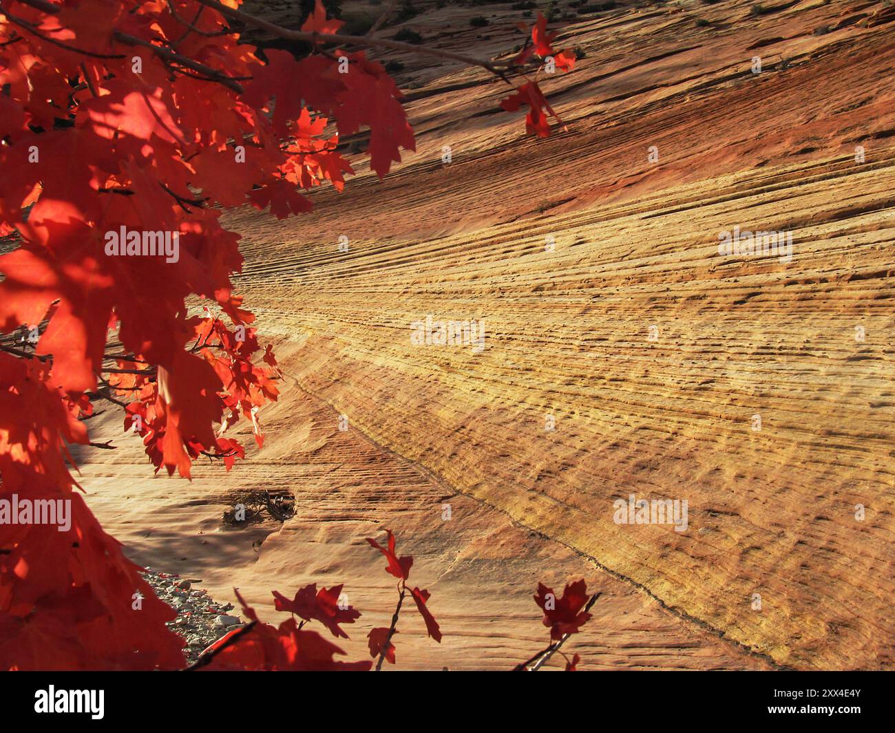 Crossbedding à grande échelle du grès Navajo avec les feuilles d'automne écarlate d'un érable à grosse dent au premier plan Banque D'Images