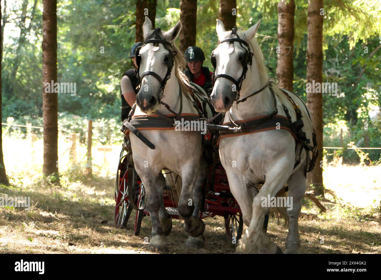 Compétition de conduite en calèche en Charente, France avec une équipe de deux chevaux percherons négociant des bois. Vue de face. Banque D'Images