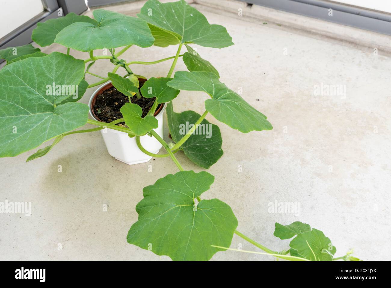 Une plante de citrouille en pot (Cucurbita) poussant dans un pot blanc sur un balcon en Europe Banque D'Images