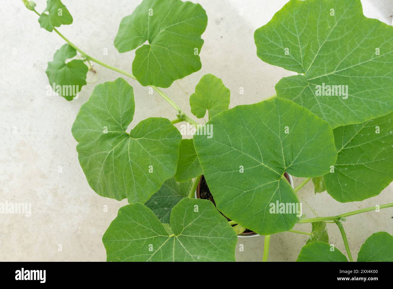 Une plante de citrouille en pot (Cucurbita) poussant dans un pot blanc sur un balcon en Europe Banque D'Images