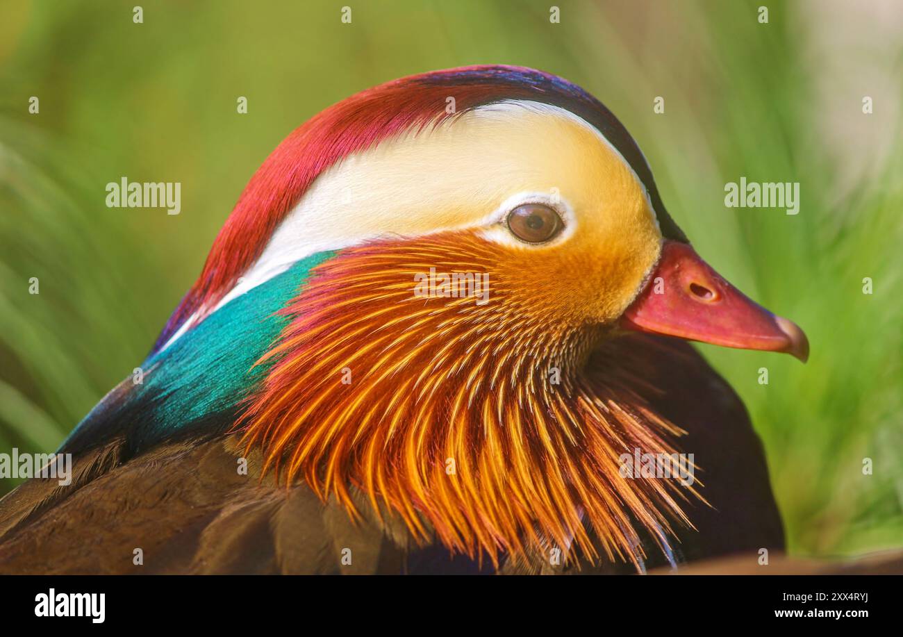 Canard mandarin (Aix galericulata) Banque D'Images