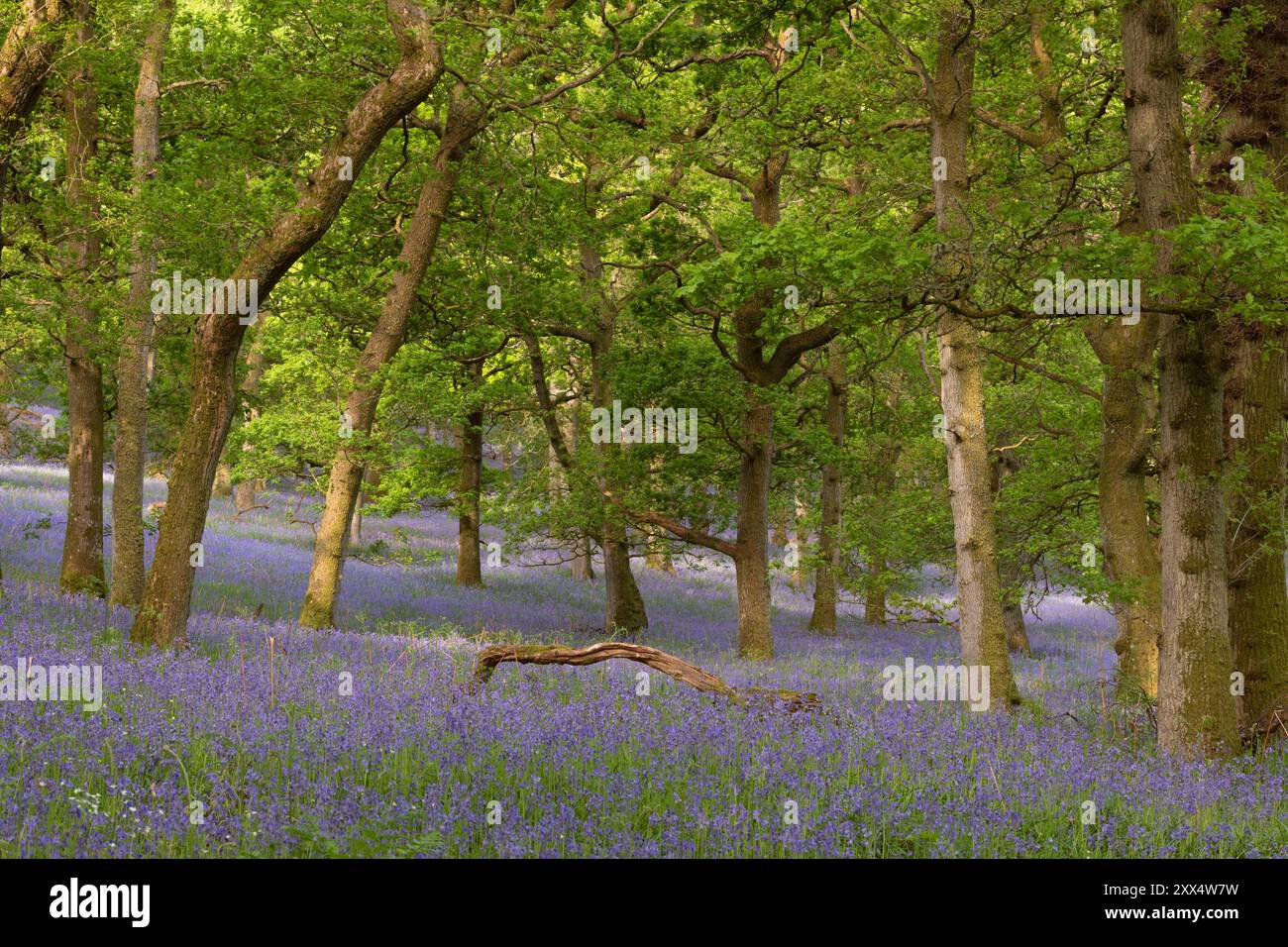 Un tapis de Bluebells (Hyacinthoides non-scripta) sous les chênes dans le bois de Bluebell de Kinclaven, Perthshire, Écosse Banque D'Images