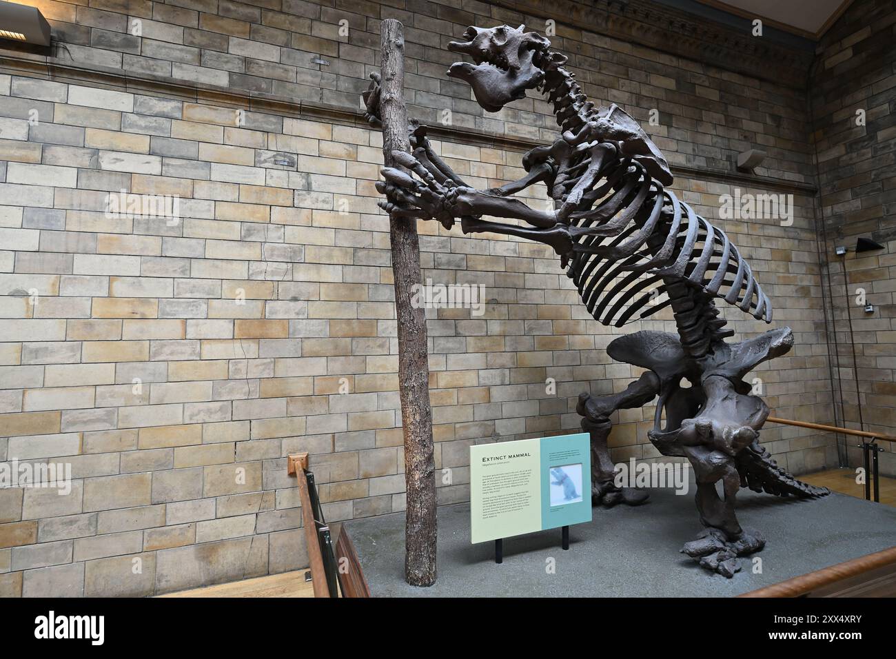 Squelette d'une fente géante (Megatherium americanum) au Natural History Museum de Londres Banque D'Images