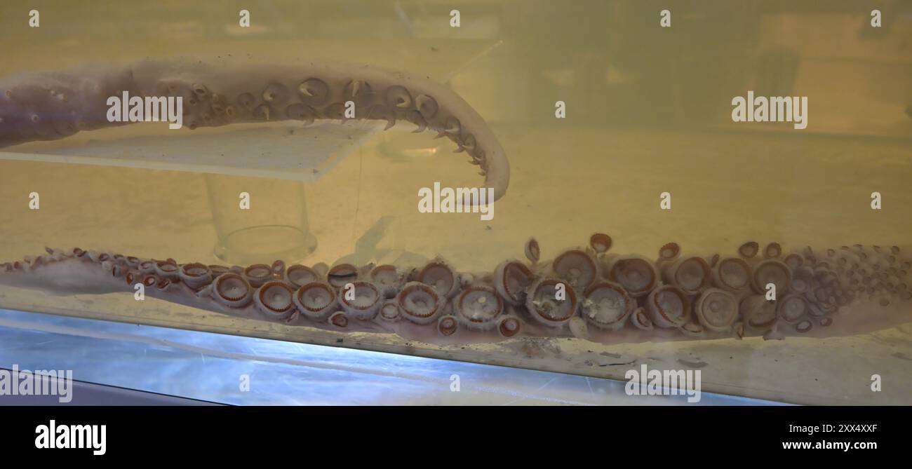 Un tentacule barbelé d'un calmar colossal au-dessus d'un tentacule sucé d'un calmar géant dans la collection Spirit - le Musée d'histoire naturelle - Londres Banque D'Images