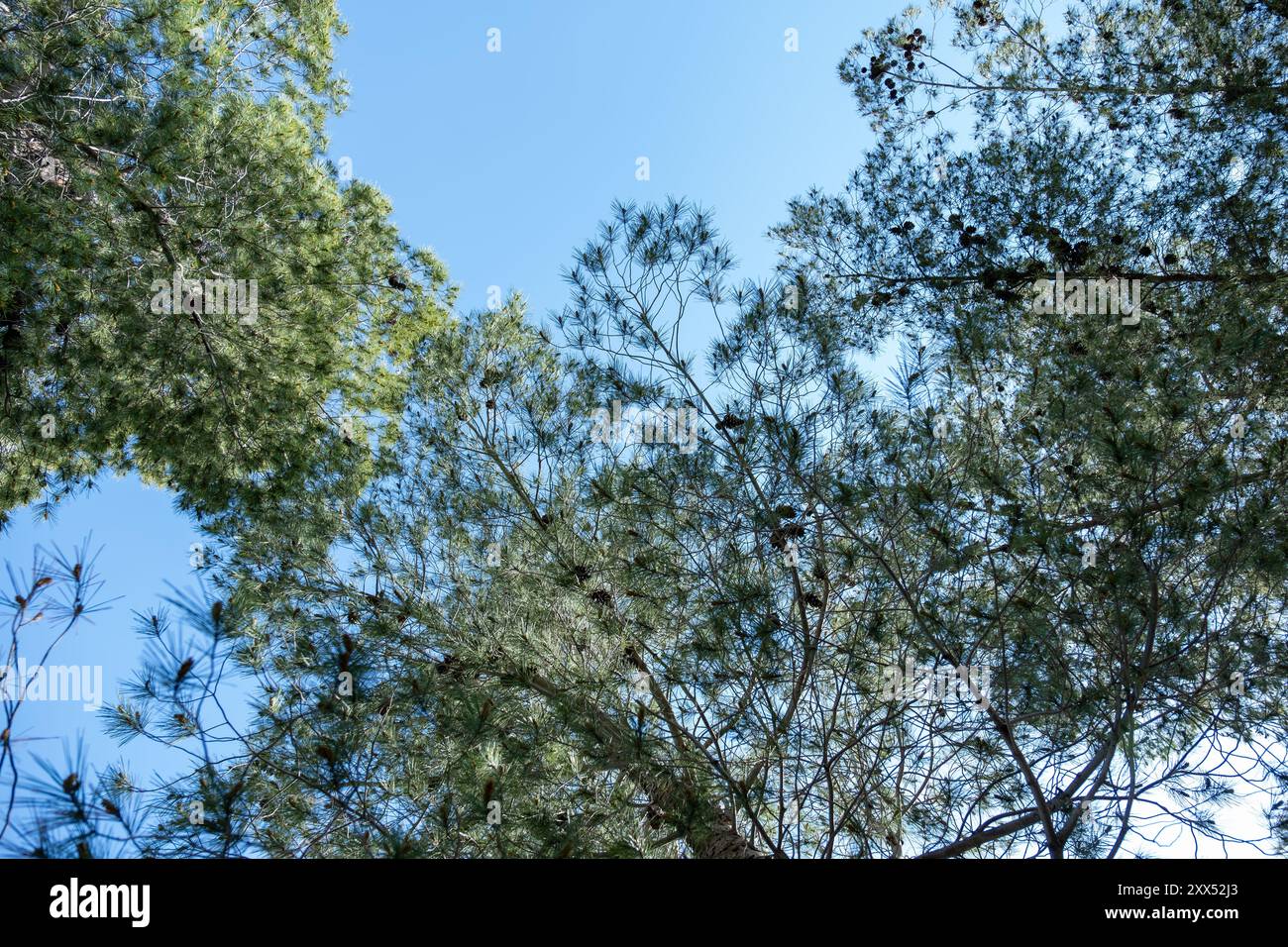 Gros plan de branches de pin vert avec des cônes jaunes pendant le printemps alors qu'il est encore jeune , mettant en valeur les détails complexes des aiguilles et le Banque D'Images
