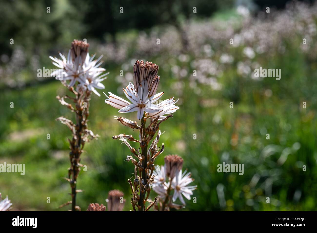 Gros plan de plantes à fleurs avec des fleurs blanches et roses. Une abeille pollinise une fleur, avec un fond flou, mettant en évidence le premier plan Banque D'Images