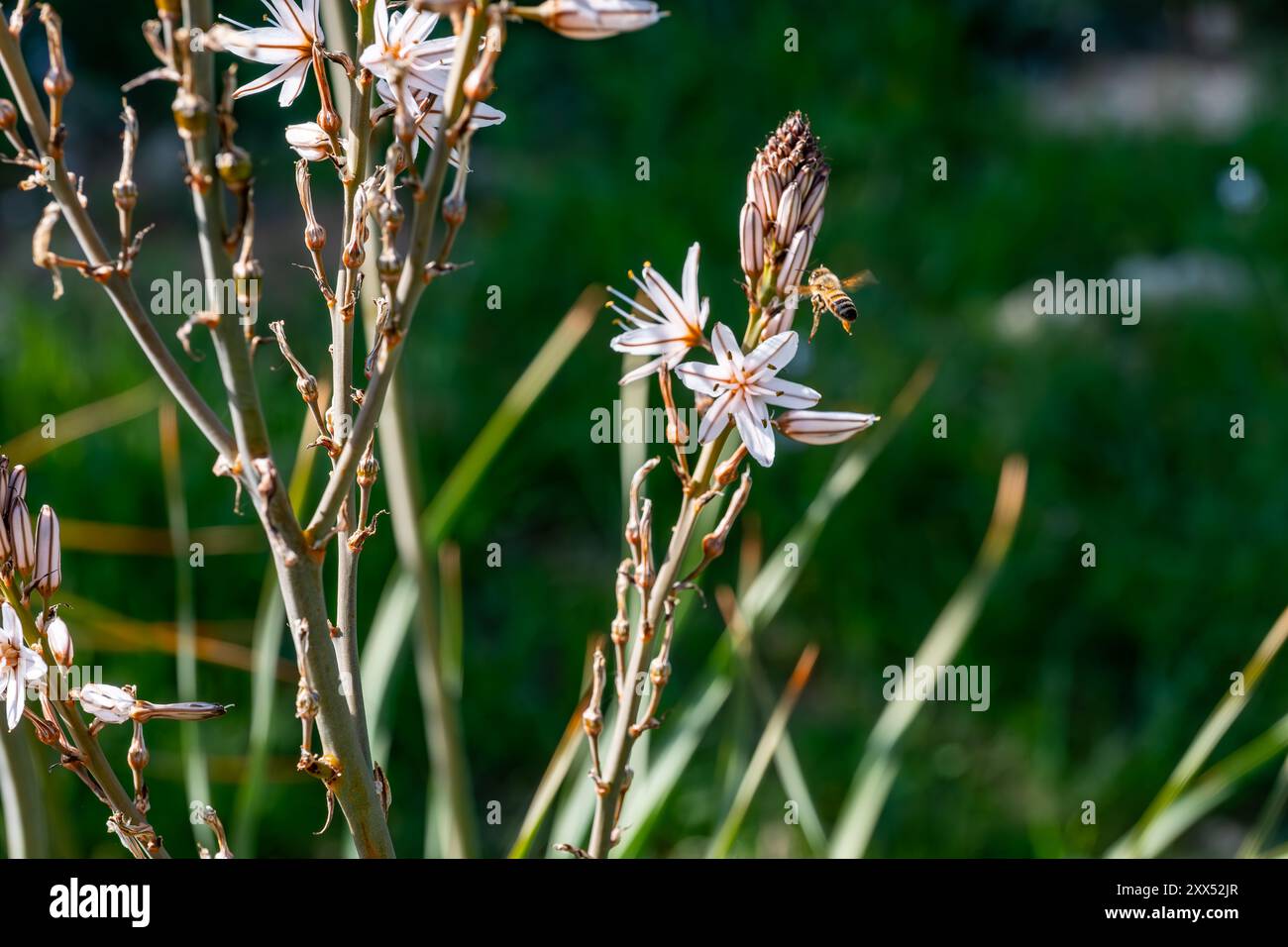 Gros plan de plantes à fleurs avec des fleurs blanches et roses. Une abeille pollinise une fleur, avec un fond flou, mettant en évidence le premier plan Banque D'Images